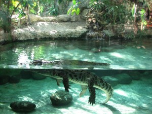 cocodrilo zoo