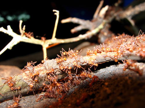 hormigas-tronco-bc1