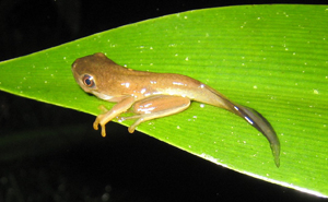 Metamorphosis of tadpole into frog